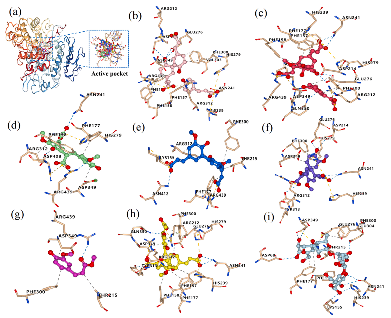 图1. α-葡萄糖苷酶活性口袋中化合物 1 - 7 （b-h）与阿卡波糖（i）的分子相互作用模式。相互作用的残基显示为灰棕色，配体显示为球状和棒状。配体和关键残基之间形成的氢键（海军蓝色）、疏水相互作用（灰色）、离子键（黄色）和π-π相互作用（绿色）以虚线表示。