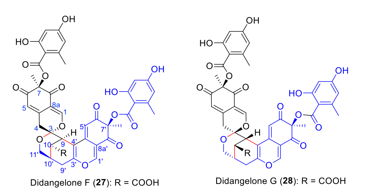 图 2. (3R,9R,10S,10'R,7R,7'R)-27/28 和 (3S,9S,10R,10'S,7R,7'R)-27/28 ECD计算图谱，MeOH 中didangelone F (27) 和 didangelone G (28) 的实验图谱。
