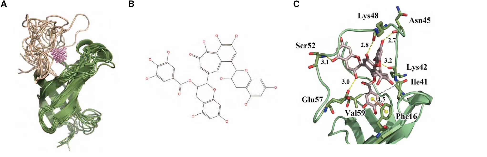 图1. (A) 小鼠 YB-1 的优化同源建模结构。(B) TF2A 的分子结构。(C) AutoDock Vina 生成的结合能最低的优化结合模式和 TF2A 与小鼠 YB-1 相互作用的关键残基。
