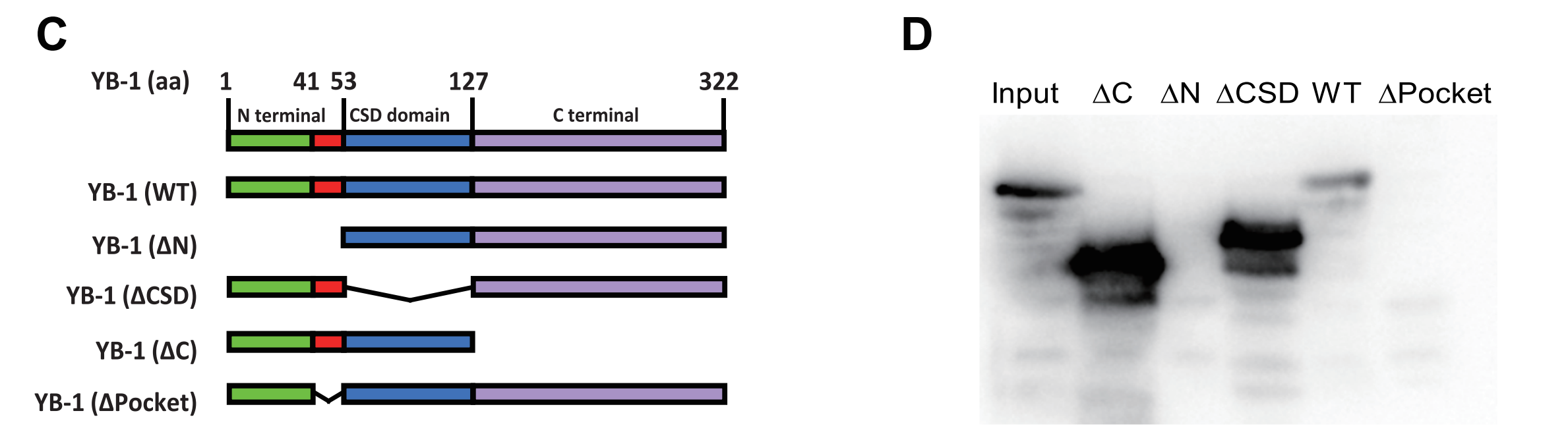 图2. (C) YB-1全长和截断碎片示意图。(D) Hnscr下拉YB-1截短片段的western blot analysis（蛋白质印迹分析）。