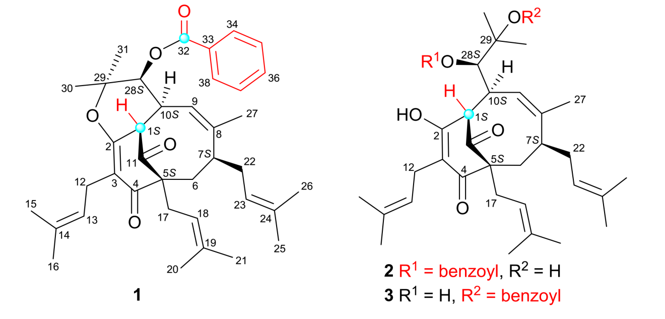 图1. 金丝桃酮A-C（化合物1-3）的结构。