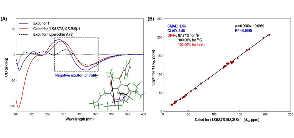 图2. 金丝桃酮A的绝对构型。(A)ECD分析；(B)NMR回归分析和DP4+概率分析。